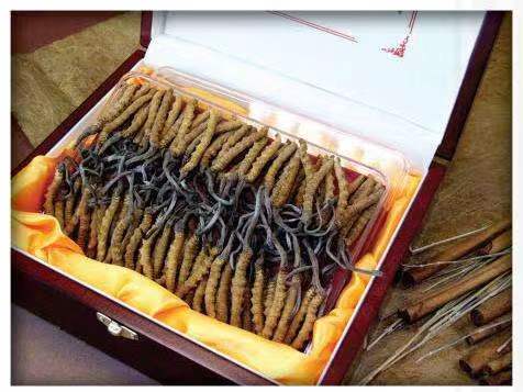 佛山冬虫夏草回收